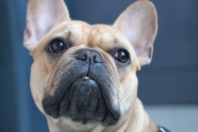 Cómo saber si un bulldog francés es puro Cómo saber si un bulldog francés es puro